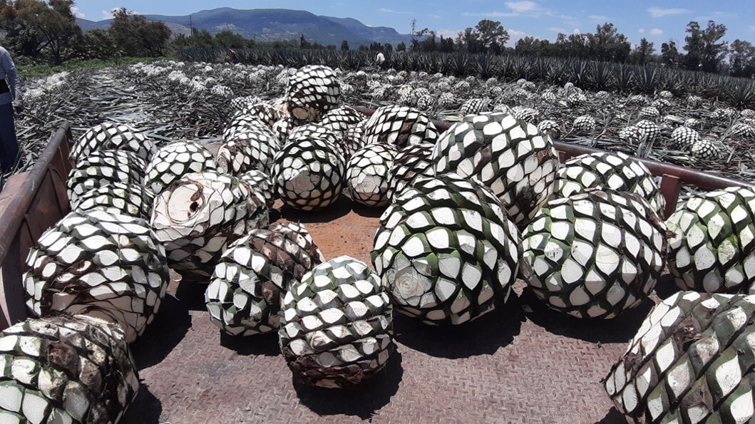 El Cultivo De Agave Azul Agave Tequilana Weber Var Azul En M Xico   Corazon De Agave 